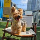 도리스 | 🐾 건대 애견카페 도리앤도리스 방문후기