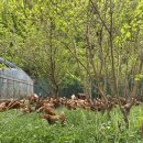 자향농장 이미지