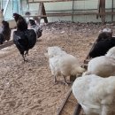 성계농장 이미지