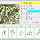 중도매인11호 이미지