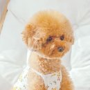 하이볼리