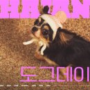 도그데이즈 이미지