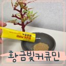 영농조합법인정원농장 | 커큐민 발효효소 진도강황영농조합법인 솔직후기