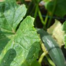 부춘농장 이미지