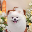 댕디샵 이미지