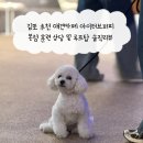 아이러브퍼피 청주점 | 김포 추천 애견카페 아이러브퍼피 본점 훈련 상담 및 루프탑 솔직리뷰
