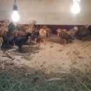 석지농장2 이미지