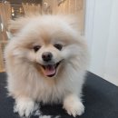 프로펫 애견샵 이미지