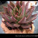 다육사랑 - 이천시 경충대로 2699-10 | 다육사랑