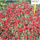 여우꼬리 이미지