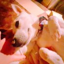 도청동물병원 | 스케일링 발치비용 인증!! 강아지 치아 발치 잘하는 동물병원 후기 감사드립니다👍🙏 과잉진료 없는 동물병원