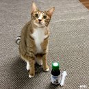 (주)칼시스 | 삼양애니팜 쿠펫 면역력 상승 고양이영양제 비우시드 펫