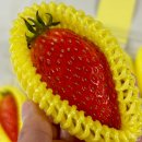 킹스베리 | 딸기킹스베리 맛있을까? 직접 먹어본 후기와 구매 꿀팁