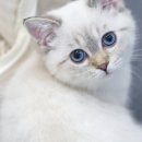 사임당로18길 22-4 이미지