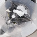 베스트고양이병원 네이버블로그