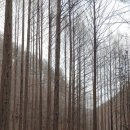 힐링(장태산) 이미지