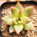 별따오기 이미지