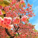 서산 가야산~겹벚꽃(4월27일) 이미지