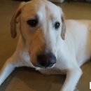 아이러브 애견 이미지