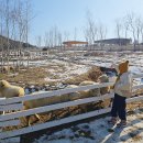 천원목장 | 가평 양떼목장 가격 카페 놀거리 가평 아이랑 가볼만한곳