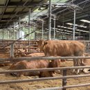 상강축사 이미지