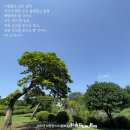 마태