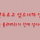 미미네강아지 이미지