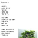 소나무향기 Daum카페