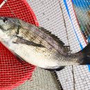 왕창싼회수산 이미지