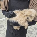 향기롭개 이미지