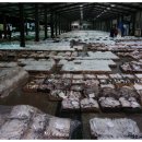 오늘의 어판장소식 [먹갈치,참조기,복어,암꽃게,붕장어,갯장어,참돔,줄돔,광어,아귀,복어,오징어] 이미지