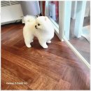 우리동네 멍뭉살롱 네이버블로그