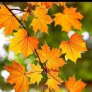 행복한아침 이미지