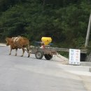 워낭소리 이미지