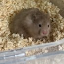 햄스터 분양 로던트 클럽 충남점 이미지