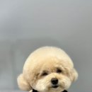 버블펫쌀롱 이미지