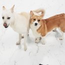 한강펫케어센터 이미지