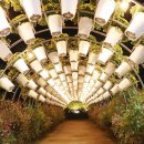 유성 국화축제 이미지