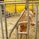 샬롬농장 이미지