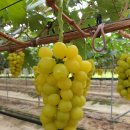 금빛영농조합법인 이미지