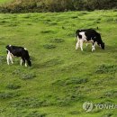 초지1로1 이미지