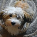 화서동물병원 이미지