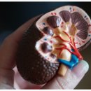 건강한 콩팥 유지하기 이미지