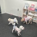 해맑은 애견미용 이미지