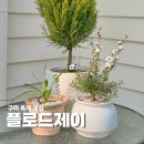 산호대로35길 | 구미 옥계 꽃집 추천 플로드제이 봄맞이 식물과 꽃다발 예쁜곳
