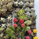 승희네 다육이 이미지