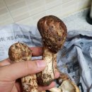 용대리농수산물판매장