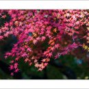 마곡사4 이미지