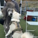 퍼피스카우트 이미지