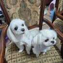 흰돌1호 이미지